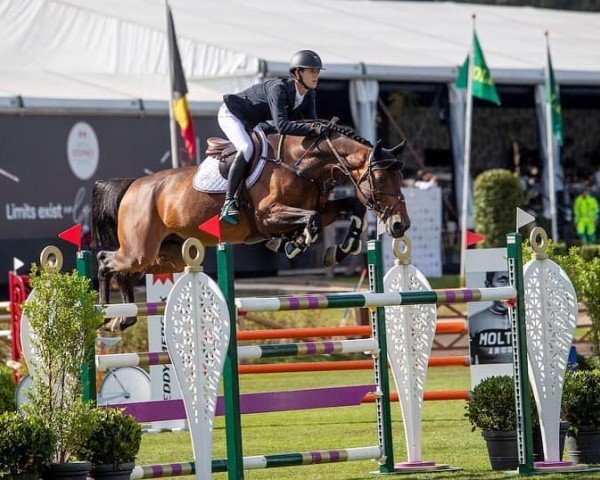 jumper Perte Totale de Res Nova (Belgian Warmblood, 2015, from Comme il Faut)