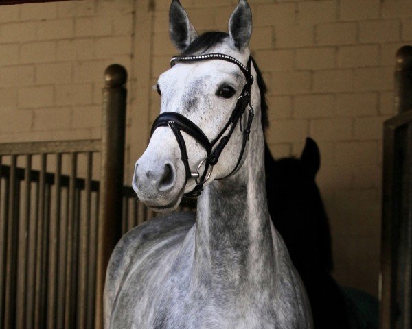 Springpferd Celina Obolensky (Westfale, 2019, von Cornet Obolensky)