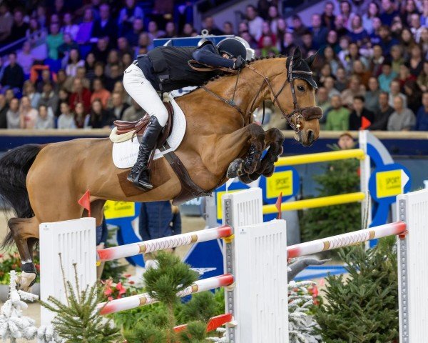 Springpferd Parise van den Dael (Belgisches Warmblut, 2015, von Zazu)