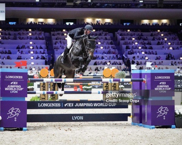 jumper Luciano van het Geinsteinde (Zangersheide riding horse, 2011, from Quinn van de Heffinck)
