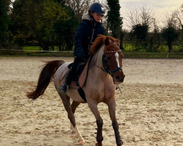 Springpferd Calimero 666 (Deutsches Reitpony, 2006, von Calypso)