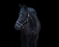 dressage horse Selly von der Geest (Lewitzer, 2011, from Gandor)