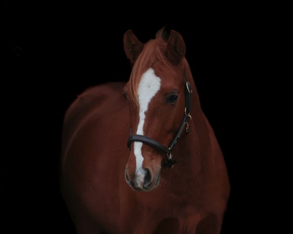 Pferd Bisis-Girl von der Geest (Deutsches Reitpony, 2020, von Bismarck)