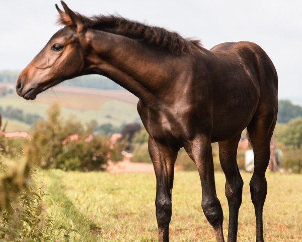 Pferd Volltreffer (Hannoveraner, 2021, von Vaderland OLD)