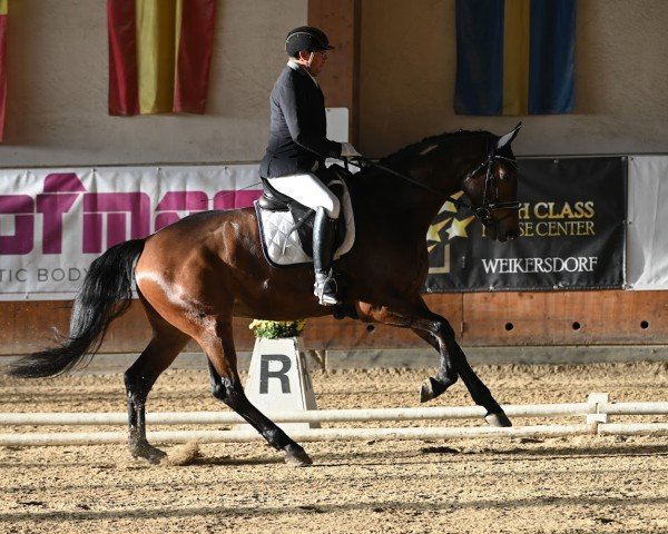 horse Shining Diamond (Oldenburg, 2018, from Sensation)