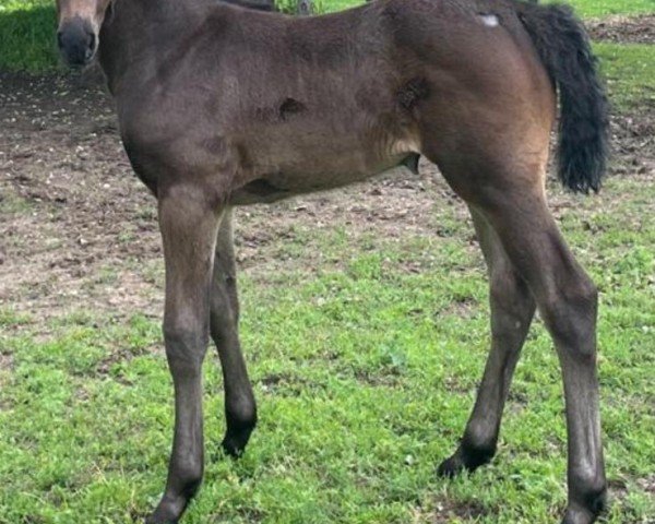 horse Semily (Holsteiner, 2024, from Duplexx)