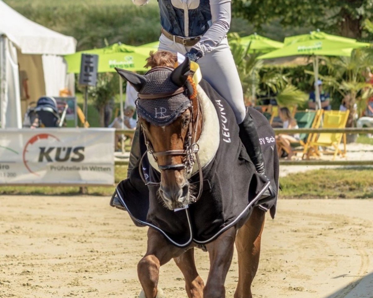 jumper DSP Feine (German Sport Horse, 2015, from Santo Domingo)