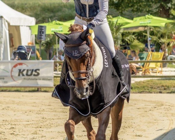 Springpferd DSP Feine (Deutsches Sportpferd, 2015, von Santo Domingo)
