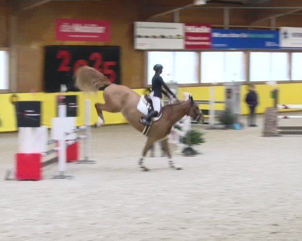 Reitturnier Dielsdorf 2025
