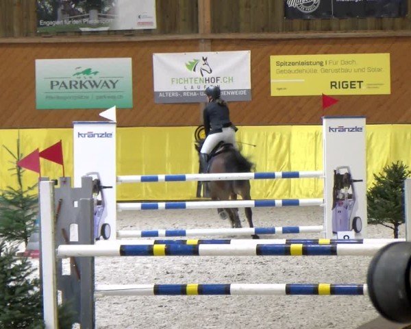Reitturnier Dielsdorf 2025