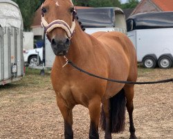 broodmare Mia 206 (Haflinger Mix, 2011)