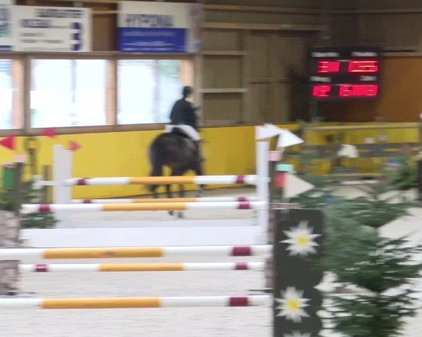 Reitturnier Dielsdorf 2025