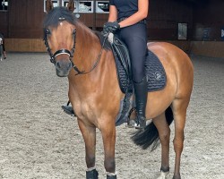 jumper Dean B (German Riding Pony, 2017, from Dornik B)