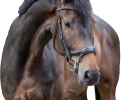 dressage horse Valencio 11 (Hanoverian, 2018, from Viscount 22)