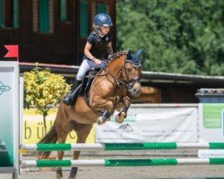 jumper Gretha (Dutch Pony, 2003, from Unbekannt Pony)