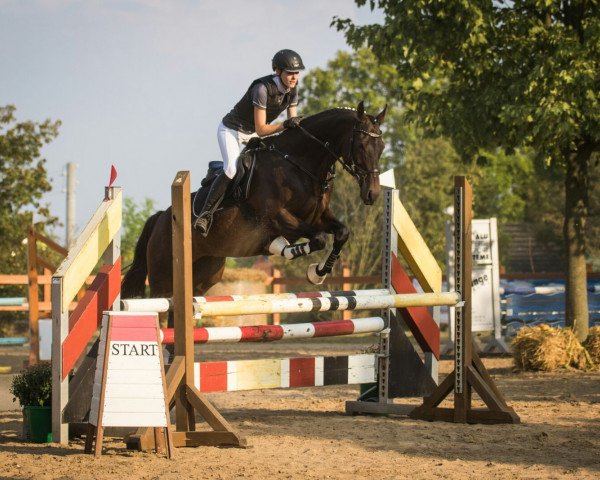 jumper Rohan xx (Thoroughbred, 2004, from Lando xx)