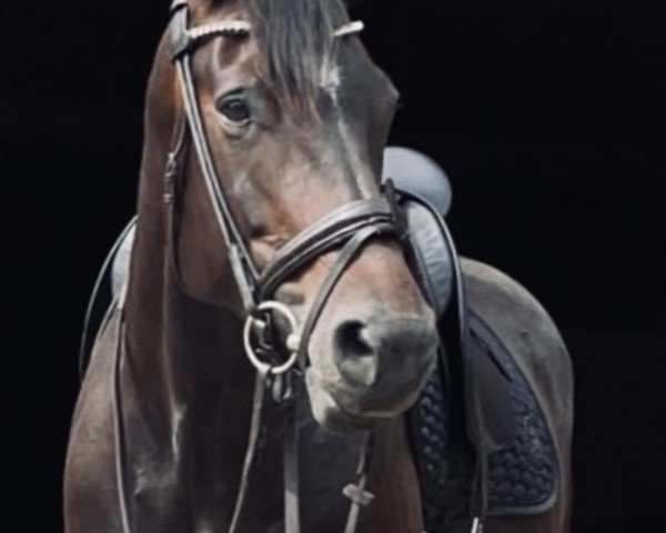 Pferd Insa 16 (Holsteiner, 2016, von Adagio de Talma)