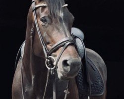 horse Insa 16 (Holsteiner, 2016, from Adagio de Talma)