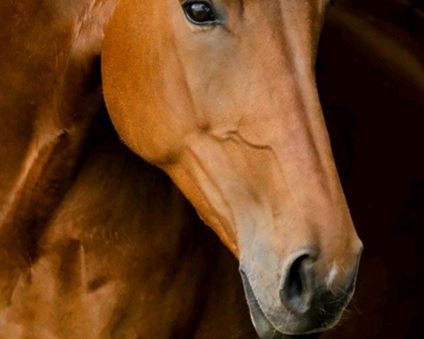 jumper Leipnitz (German Sport Horse, 2011, from Laspari)