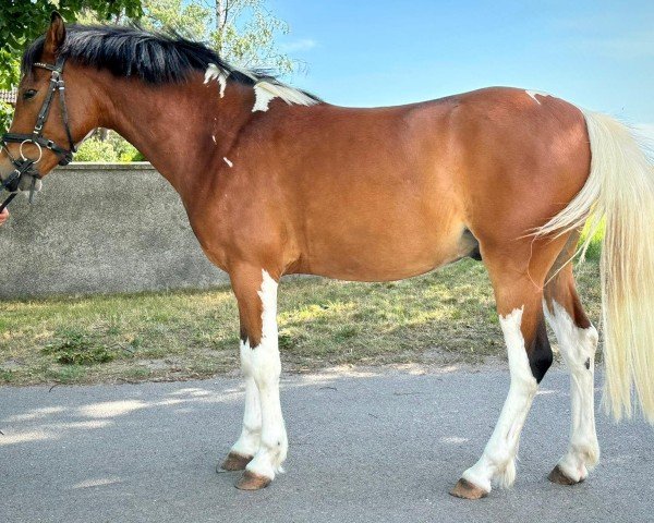 horse Faster Doncaster (Polish Pony, 2021, from Pablo Paero)