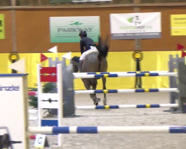 Reitturnier Dielsdorf 2025
