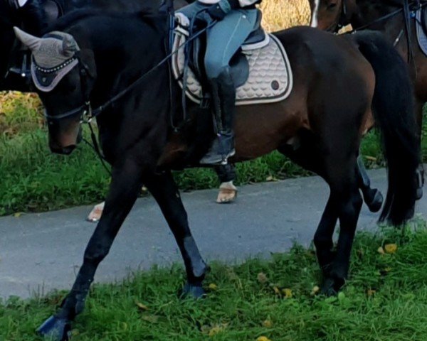 dressage horse Lapas (German Sport Horse, 2008, from Luxelot)