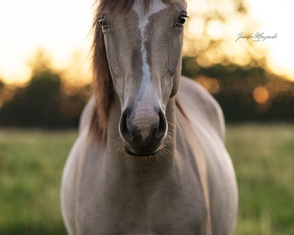 horse Pintados Colour of my Dreams (German Riding Pony, 2023, from Gold Garant)
