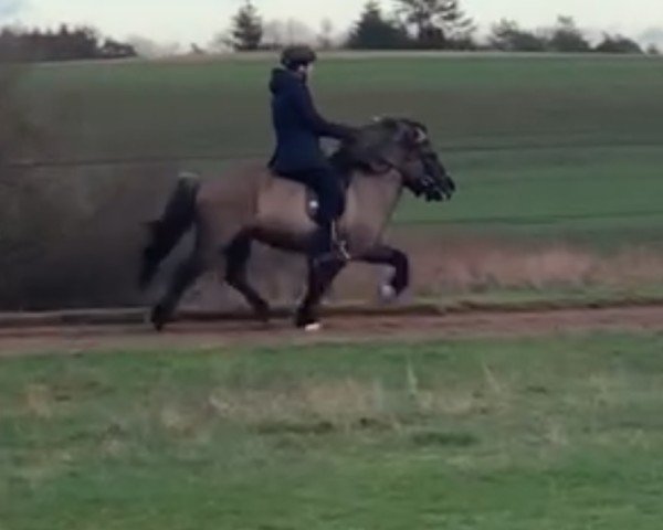 horse Ari fra stald nymann (Iceland Horse, 2015, from Glumur fra Reykjavik)