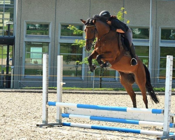 jumper Lovely Colleen (Holsteiner, 2007, from Larius W)