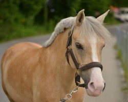 dressage horse Gründleinshof's Goldmariechen (German Riding Pony, 2005, from Frankenhoeh's Kir Royal)