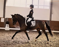 stallion Ceylon E WE (German Riding Pony, 2011, from Cyriac WE)