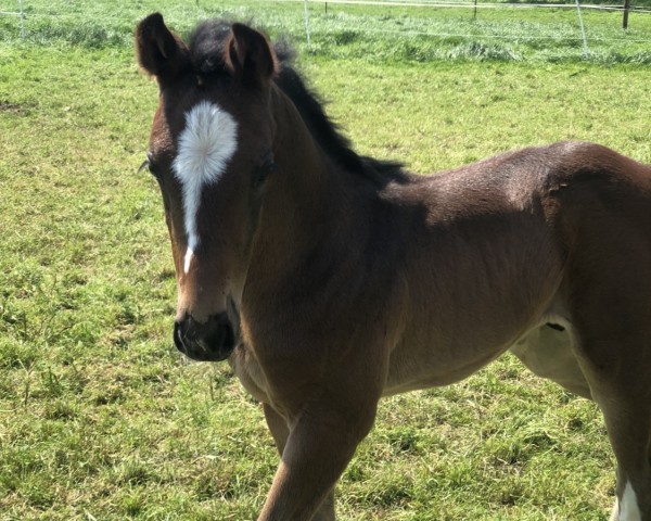 Pferd Casemiro vMH (Oldenburger Springpferd, 2023, von Cashmere)