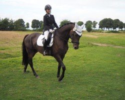 jumper MacchiaVelli G (Hanoverian, 2017)