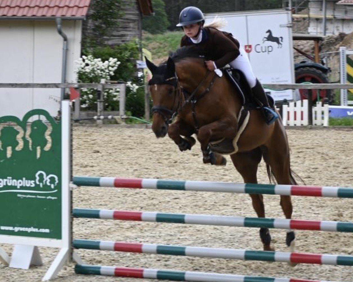 jumper Cisa F (Oldenburg show jumper, 2018, from Cicero Z van Paemel)