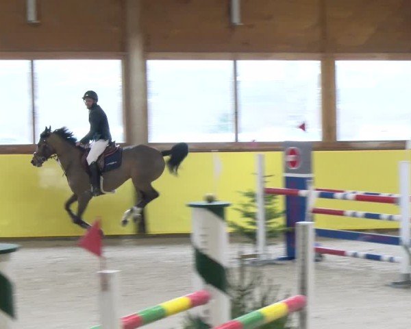 Reitturnier Dielsdorf 2025