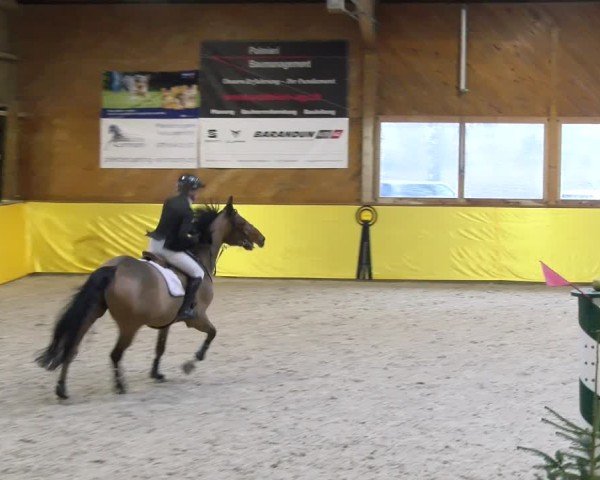 Reitturnier Dielsdorf 2025