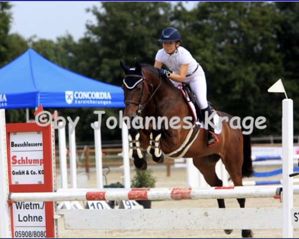 jumper Winsten V (KWPN (Royal Dutch Sporthorse), 2003, from Voltaire)