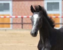 horse Coby L (Holsteiner, 2020, from Cornet Obolensky)