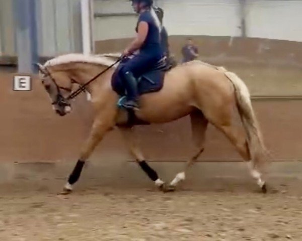 horse Quilana F (Westphalian, 2021, from Qaside Md)