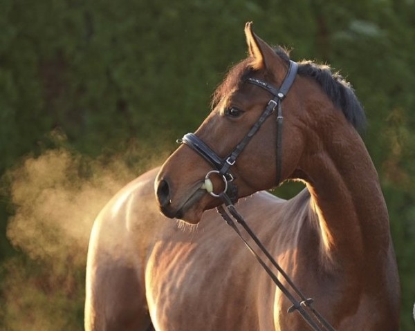 stallion Arquison F (Westphalian, 2021, from Armison)
