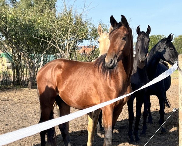 Zuchtstute Magic Me F (Westfale, 2022, von Majestic Taonga)