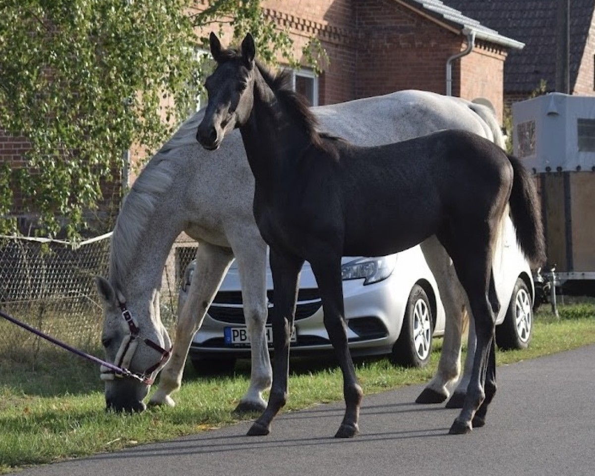 Pferd Chacco Mia F (Westfale, 2022, von Christian's Chacco)