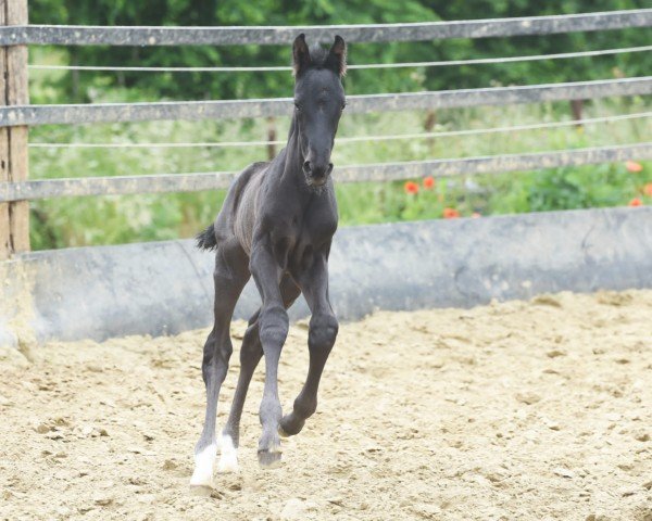 Pferd Ruiz Del Ray RR (Westfale, 2022, von Raven)