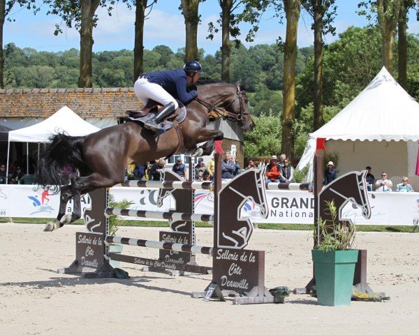Springpferd Cosacara Z (Zangersheide Reitpferd, 2017, von Cornet Obolensky) Springpferd Cosacara Z (Zangersheide Reitpferd, 2017, von Cornet Obolensky)