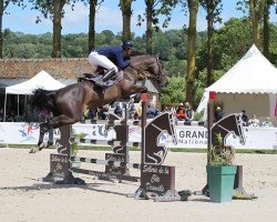 jumper Cosacara Z (Zangersheide riding horse, 2017, from Cornet Obolensky)