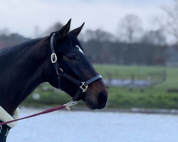dressage horse Estefania 36 (Hanoverian, 2019, from Estobar NRW)