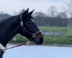 Dressurpferd Estefania 36 (Hannoveraner, 2019, von Estobar NRW)