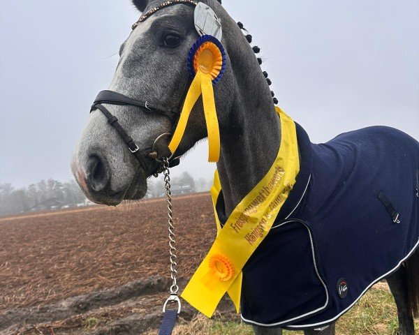 stallion Cougar Town F (Westphalian, 2021, from Cornet Obolensky)