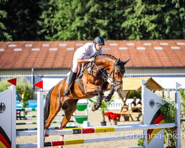 Springpferd Carlington F (Oldenburger Springpferd, 2019, von Cornet Obolensky)