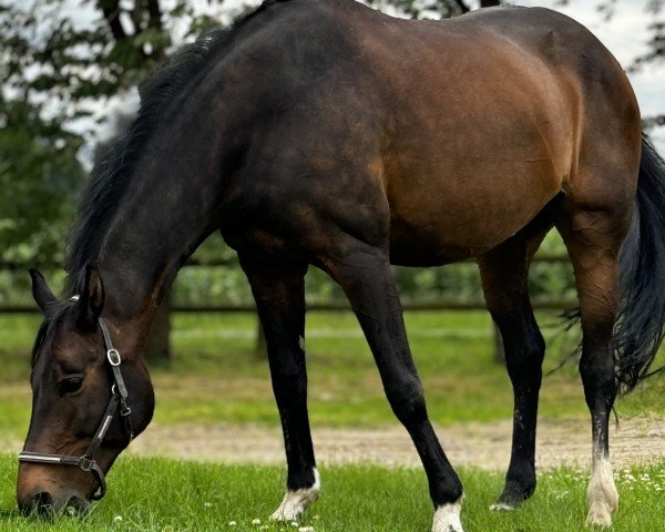 broodmare Quintessenz 12 (Zangersheide riding horse, 2004, from Quinar)